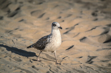 Oiseau sur la plage
