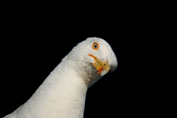 Mouette