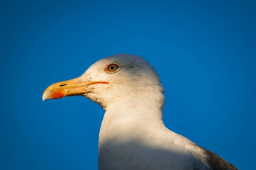 Mouette
