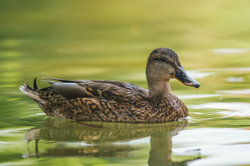 Canard sur un étang
