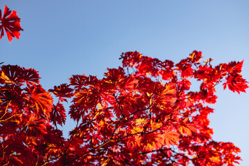 red autumn leaves and blue sky background