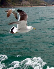 飛んでいるウミネコ2羽