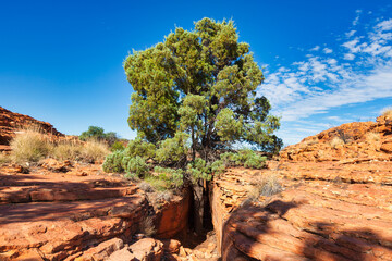 Kings Canyon, Northern Territory, Australia - Tree