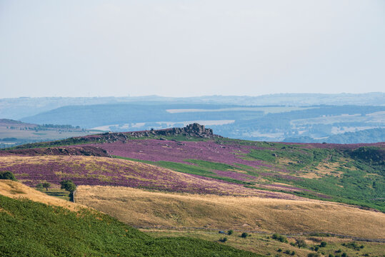 Lovely Summer day landscape image of Higger Tor vibrant heather viewed from Stanage Edge in Peak District