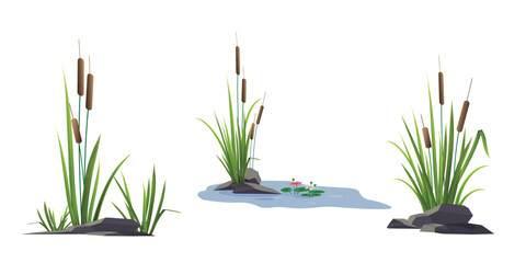 Cattail reeds and stones, water lilies (lotus flowers) nearby - a set of color vector drawings isolated on a white background.