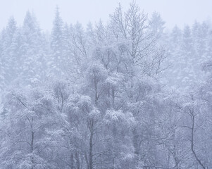Stunning simple landscape image of snow covered trees during Winter snow fall on shores of Loch Lomond in Scotland