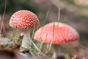 Red dotted mushroom in the forest in autumn