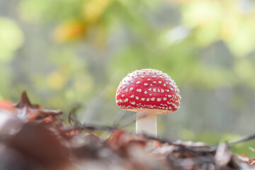 Red dotted mushroom in the forest in autumn