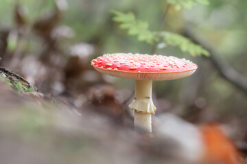 Red dotted mushroom in the forest in autumn