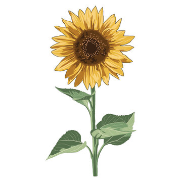 Sunflower Realistic flower Botanical Plant drawings Illustration