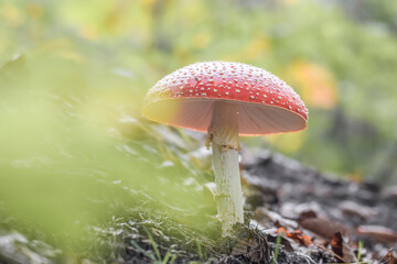 Red dotted mushroom in the forest in autumn