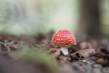 Red dotted mushroom in the forest in autumn