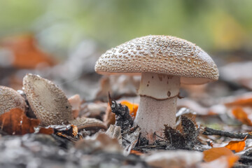 Brown mushroom in the forest during fall