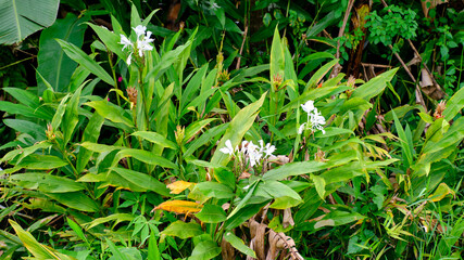 Hedychium coronarium flowers grow fresh