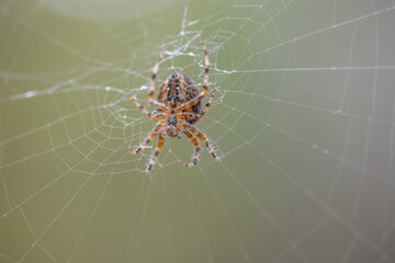European garden spider (cross spider) in a web with a bokeh background