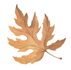 autumn leaf. Watercolor illustration. © Khaneeros