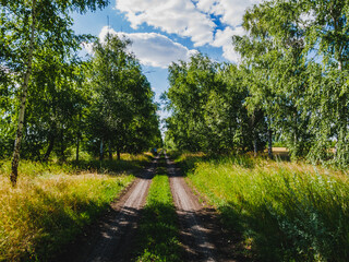 A road in the middle of a birch grove