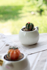 A pair of moon cactus or Gymnocalycium mihanovichii in cute ceramic pots on an outdoor table