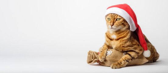 Bengal cat with a bag of gifts isolated. Christmas and New Year concept. Cat in a hat.