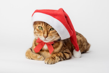 Christmas cat in a red Santa Claus hat.