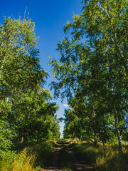 A road in the middle of a birch grove