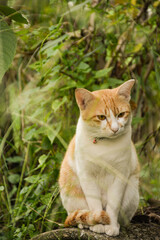 Naklejka na ściany i meble an orange cat sitting idle in the forest