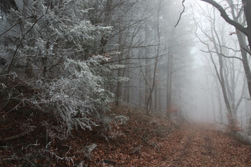 Fußweg im Wald, versteckt in einem dicken Winternebel