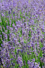 Fototapeta premium cultivation with dense flowering bushes of fragrant lavender to obtain perfumes and essential oils
