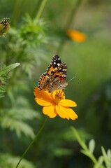 Kibanacosmos (Cosmos sulphureus) and Tsumagrohyoumon (Argyreus hyperbius)