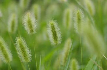 Fototapeta na wymiar Enokorogusa (Setaria viridis), annual herbs of the family Poaceae, genus Enoglossa