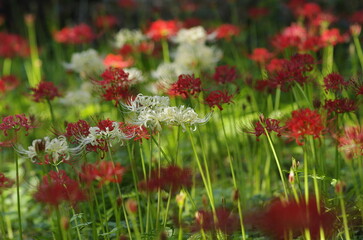 Cluster amaryllis, Higan-bana (Lycoris radiata)