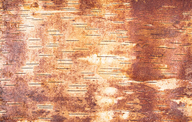 Background from birch bark view from the inside