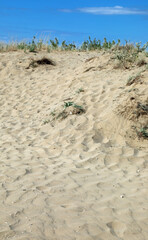 sand dune with little vegetation in desert summer
