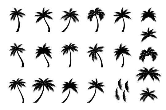 coconut tree silhouette icon, palm tree silhouette vector collection.