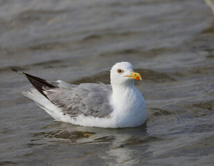 seagull with yellow beak swims on the water of the sea