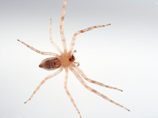 Isolated spider in a white background. Running crab spider. Philodromidae family.    