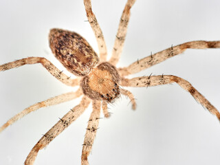 Isolated spider in a white background. Running crab spider. Philodromidae family.    