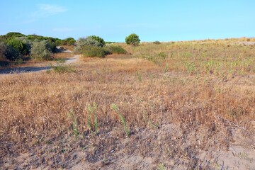 barren landscape of the typical Mediterranean scrub with bushes and sand