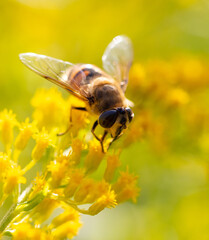Bee on a yellow flower.