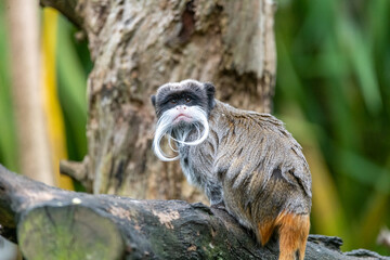 Emperor tamarin (Saguinus imperator) on a tree © Khanh
