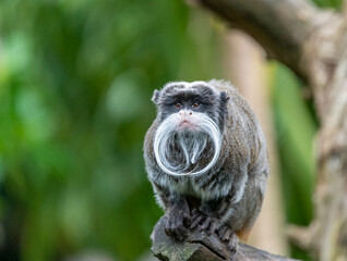 Emperor tamarin (Saguinus imperator) on a tree