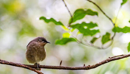 new Zealand bellbird