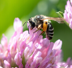A bee on a clover flower.