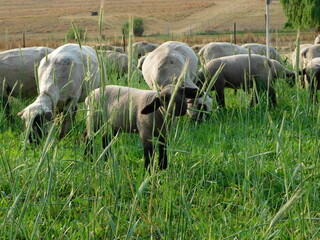 A herd of grey sheep with black legs and faces grazing. A herd of shorn Hampshire Down Ewe Sheep and their Lambs grazing in a bright lush green oats and clover plantation, in Gauteng, South Africa