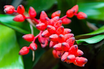 Cacti and succulents, flowers, close-up, postcard motif, green 
 background
