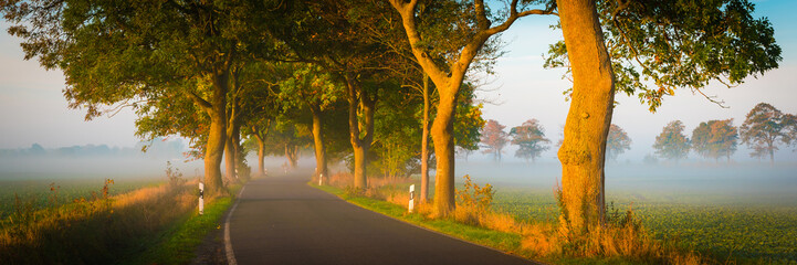 Allee Straße mit Nebel im Herbst - Panorama