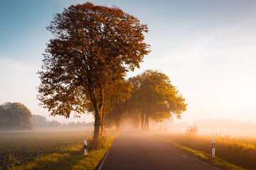 Allee Straße im Sonnenaufgang mit Nebel am Morgen im Herbst