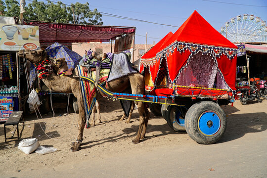 Kamelwagen, Kamelmarkt Pushkar, Rajasthan, Indien, Asien