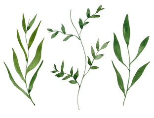Set of green watercolor isolated leaves