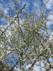 white cherry tree blooms violently in spring against the blue sky